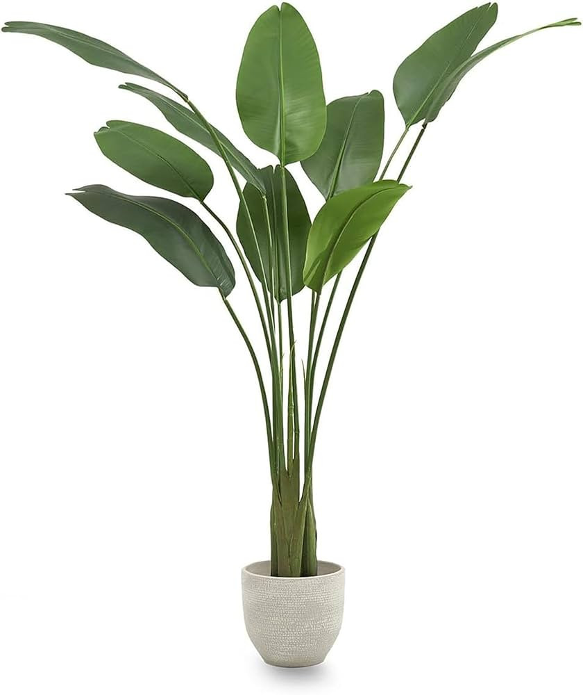 Bird Of Paradise  | Amazon (US)