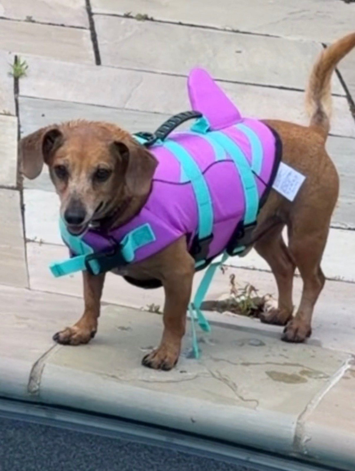 Dog mom
Boat day 
Trending 
Amazon finds 
Pet finds

#LTKsummer