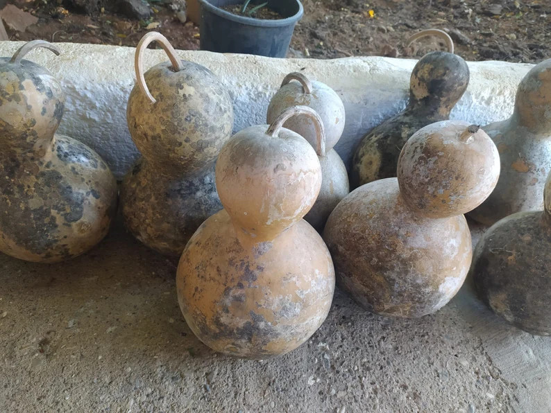 Dried Gourds Vintage Dried Calabash Old Dried Gourds Bottle - Etsy | Etsy (US)