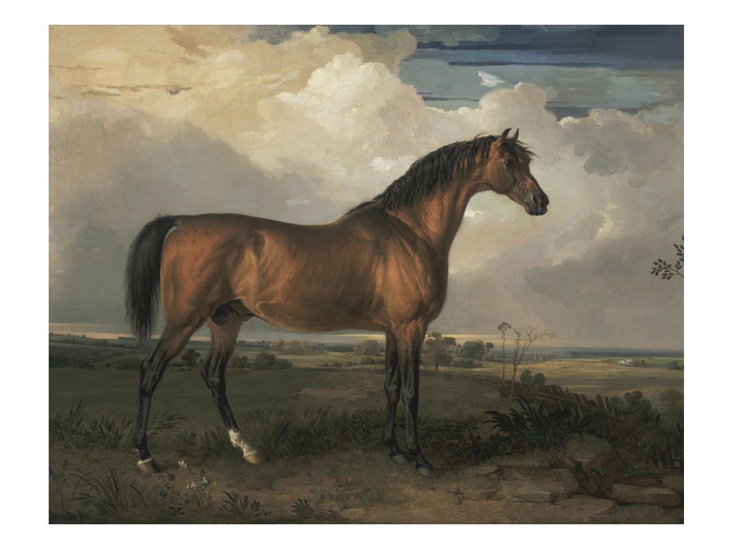 Stallion | Heirloom Print Shop