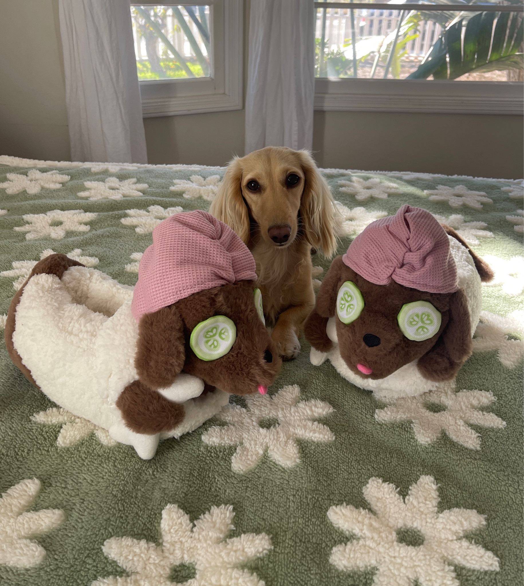 Dachshund house slippers best sale