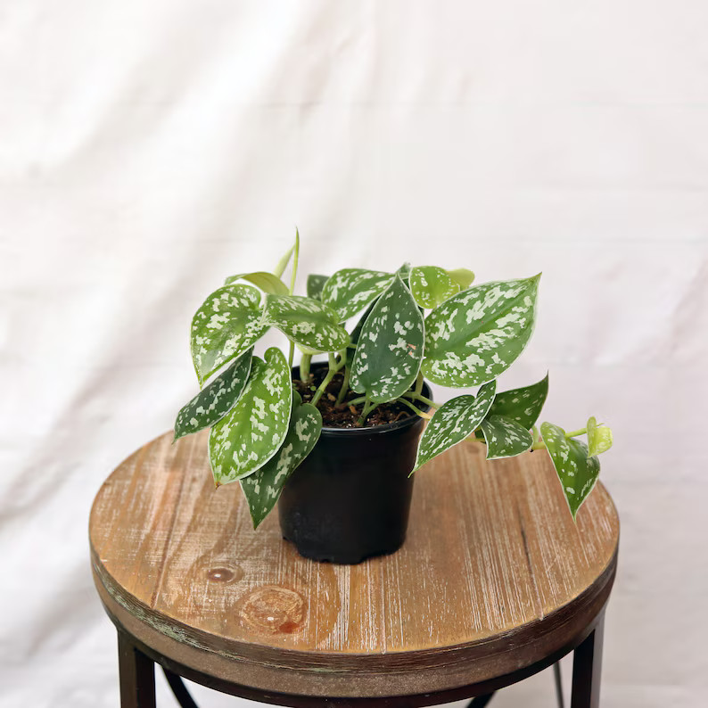 LIVE Silver Satin Scindapsus Pictus Indoor Vine Plant in | Etsy | Etsy (US)