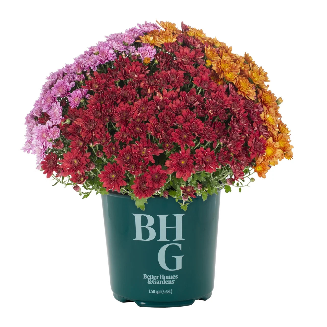 Better Homes & Gardens 1.5Gal Orange Pink Red Garden Mum Live Chrysanthemum Grower Sun | Walmart (US)