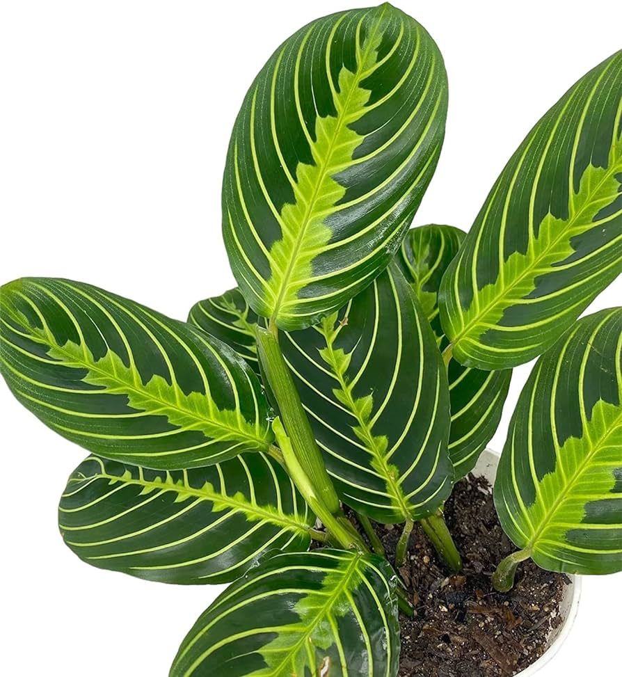 Hopewind Plants Shop- Lemon Lime Prayer Plant, Lemon Lime Maranta, popular and attractive housepl... | Amazon (US)