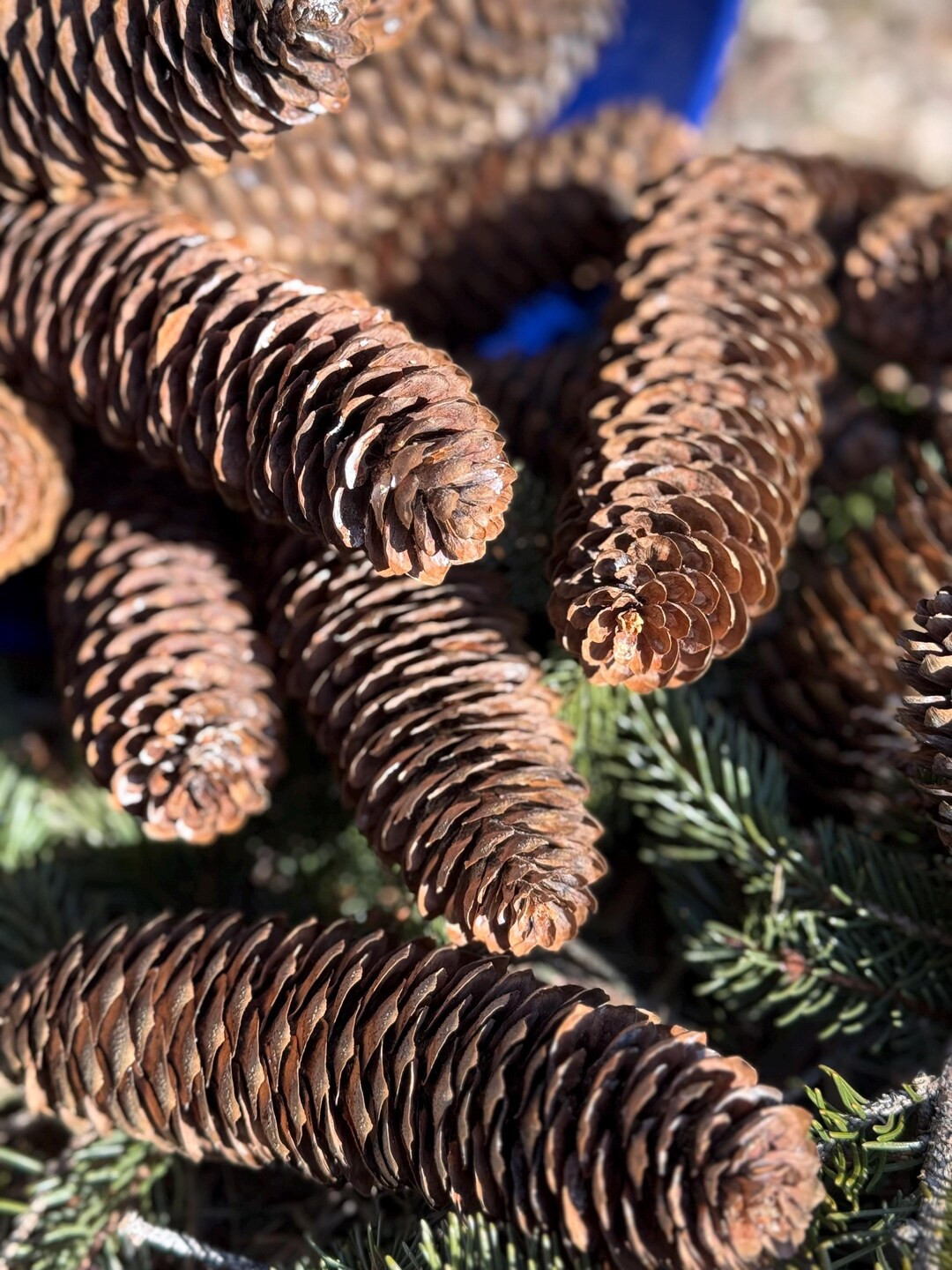 50 Extra Large Norway Spruce Pine cones (6-8" long), Hand picked Natural & Untreated large Pineco... | Etsy (US)