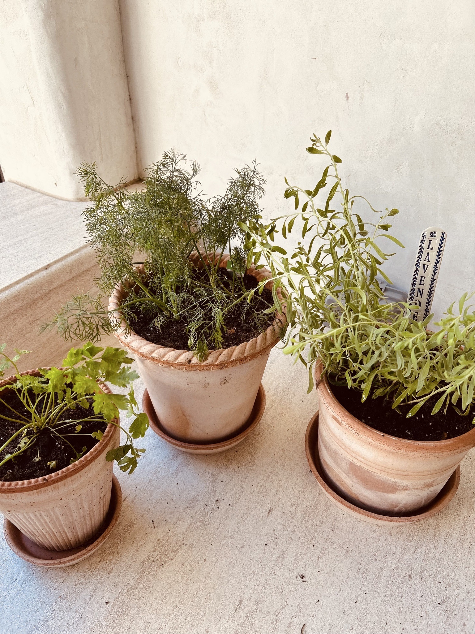 The kids have been growing herbs and it’s adorable how obsessed they are with them. Boyce shows his friends like it’s a trophy (it kind of is, his basil is 2ft high 😂👏).
Look on the right to see the little signage I have ordered for our garden. It’s truly adorable, helpful and I keep ordering more as our garden expands.