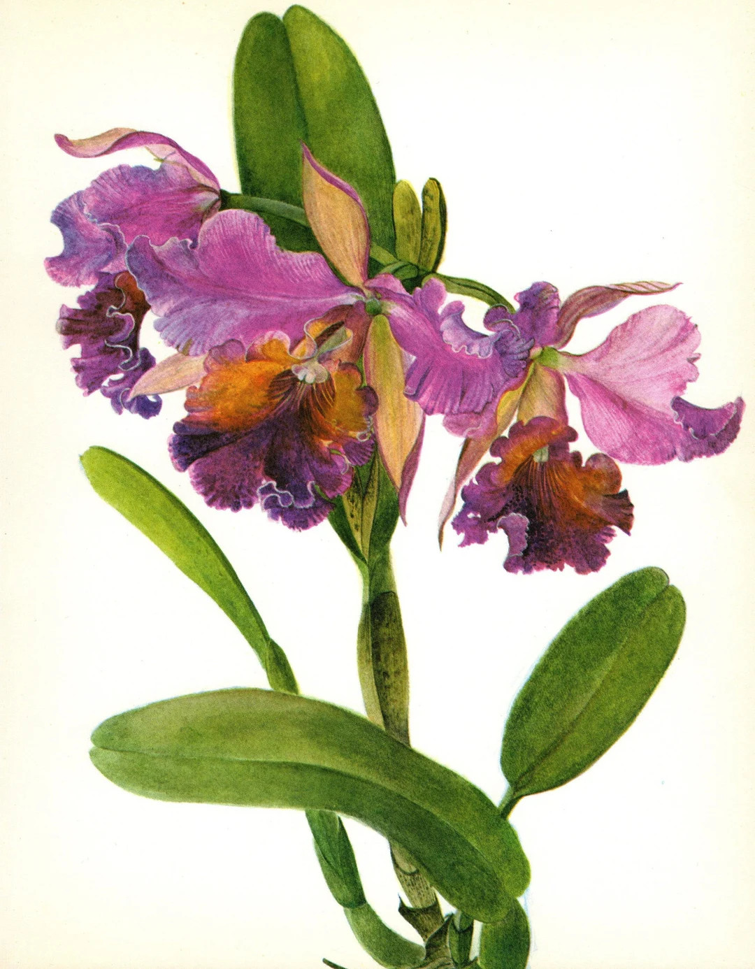 Vintage Pretty Orchid Print Purple Flower Gallery Wall Art Cottage Decor Cattleya Horace Orchid G... | Etsy (US)