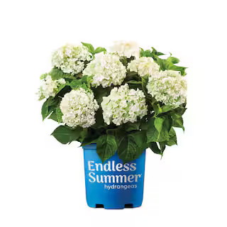 1 Gal. Blushing Bride Reblooming Hydrangea Flowering Shrub, White to Blush Pink Flowers | The Home Depot