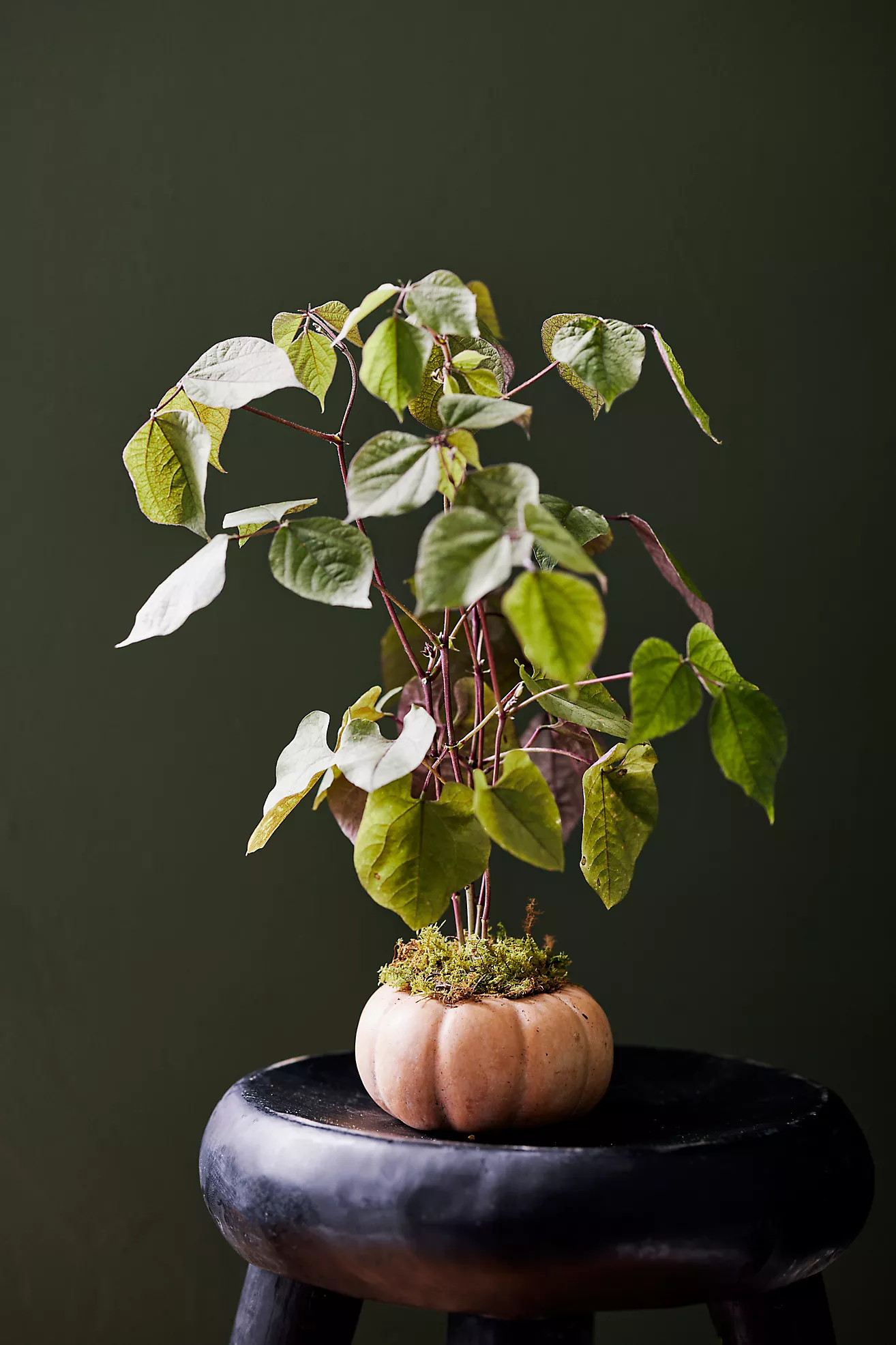 Ceramic Pumpkin Planter, Mini | Anthropologie (US)