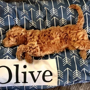 Dog Bed Cover - Charcoal Gray Dog Beds - Personalized Dog Bed - Custom Dog Bed - Pet Beds - Farmh... | Etsy (US)