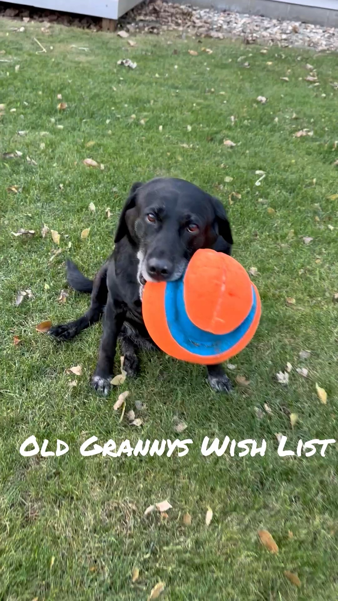 Old Granny’s Wish List! The best dog toys! 

#LTKHoliday #LTKCyberWeek #LTKGiftGuide