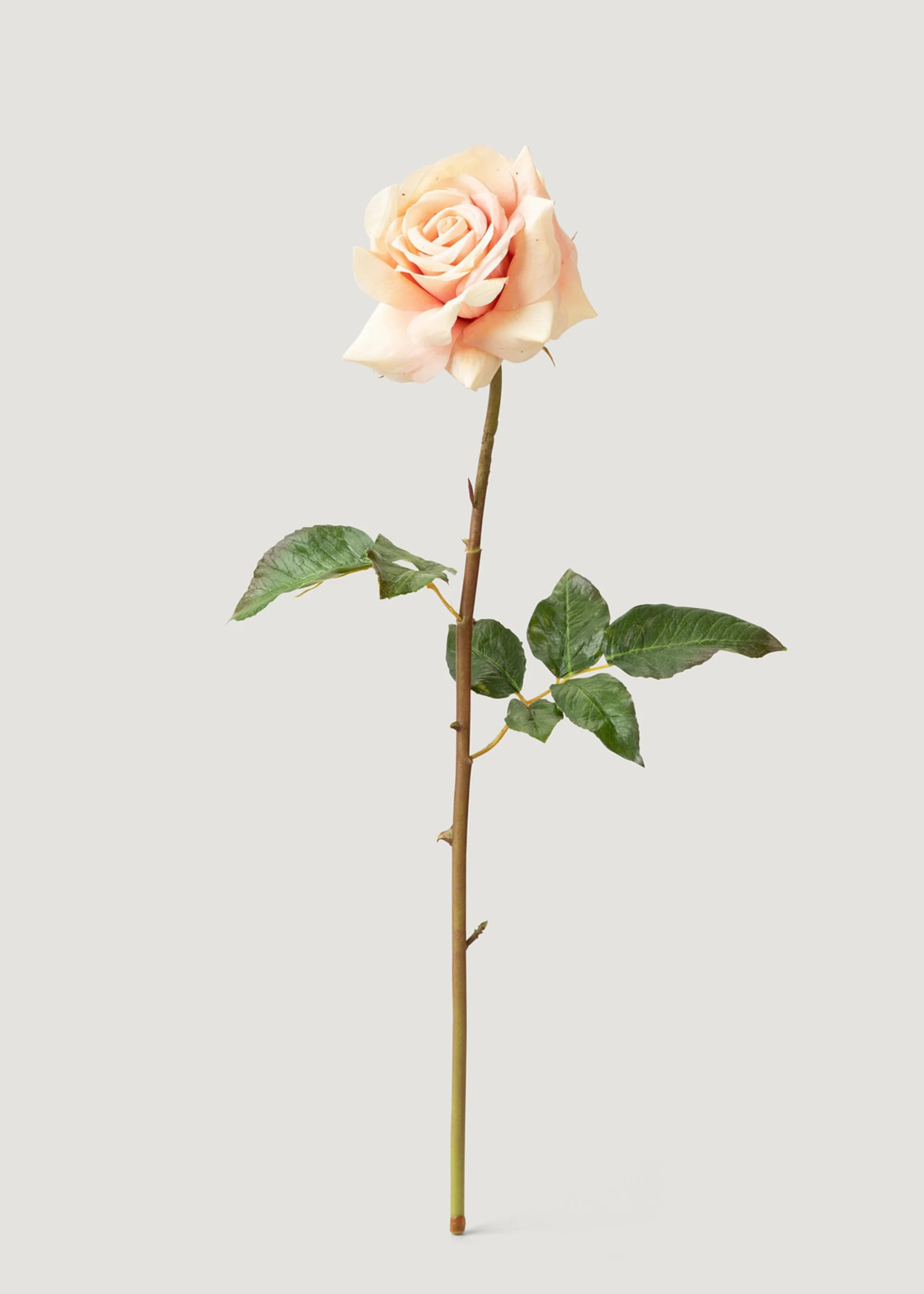 Real Touch Artificial Duchess Rose in Peach Dust- 20 | Afloral