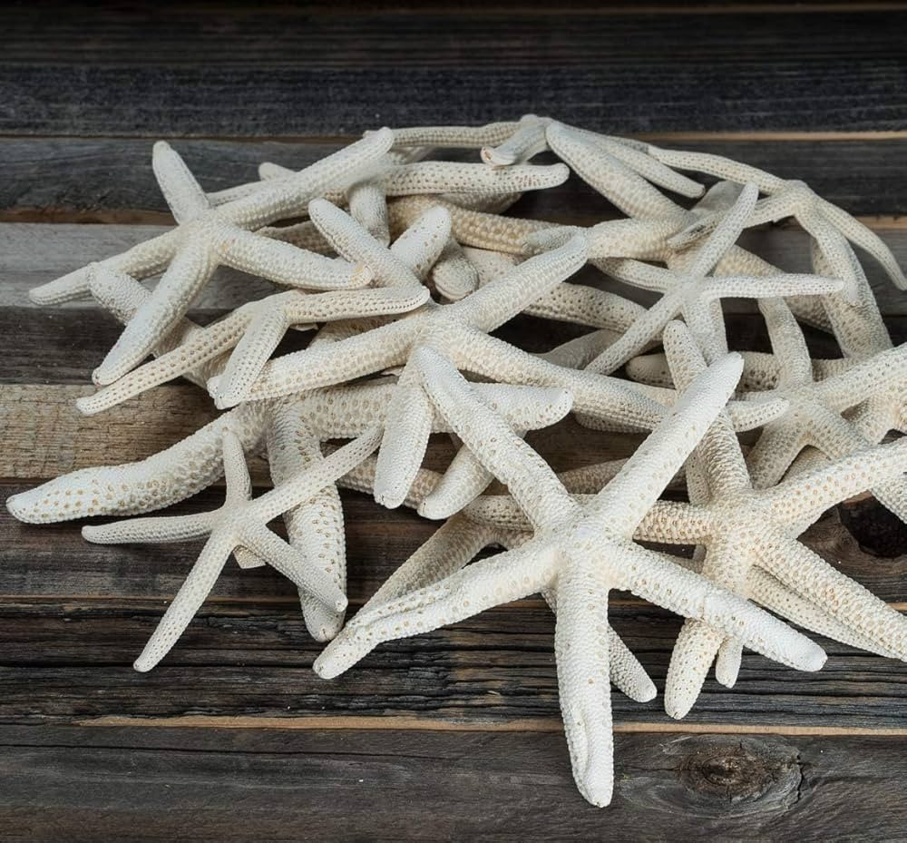 Starfish Decor - Star Fish for Craft - 15pk Uniquely Shaped 2-5" White Real Sea Stars - Beach Wed... | Amazon (US)