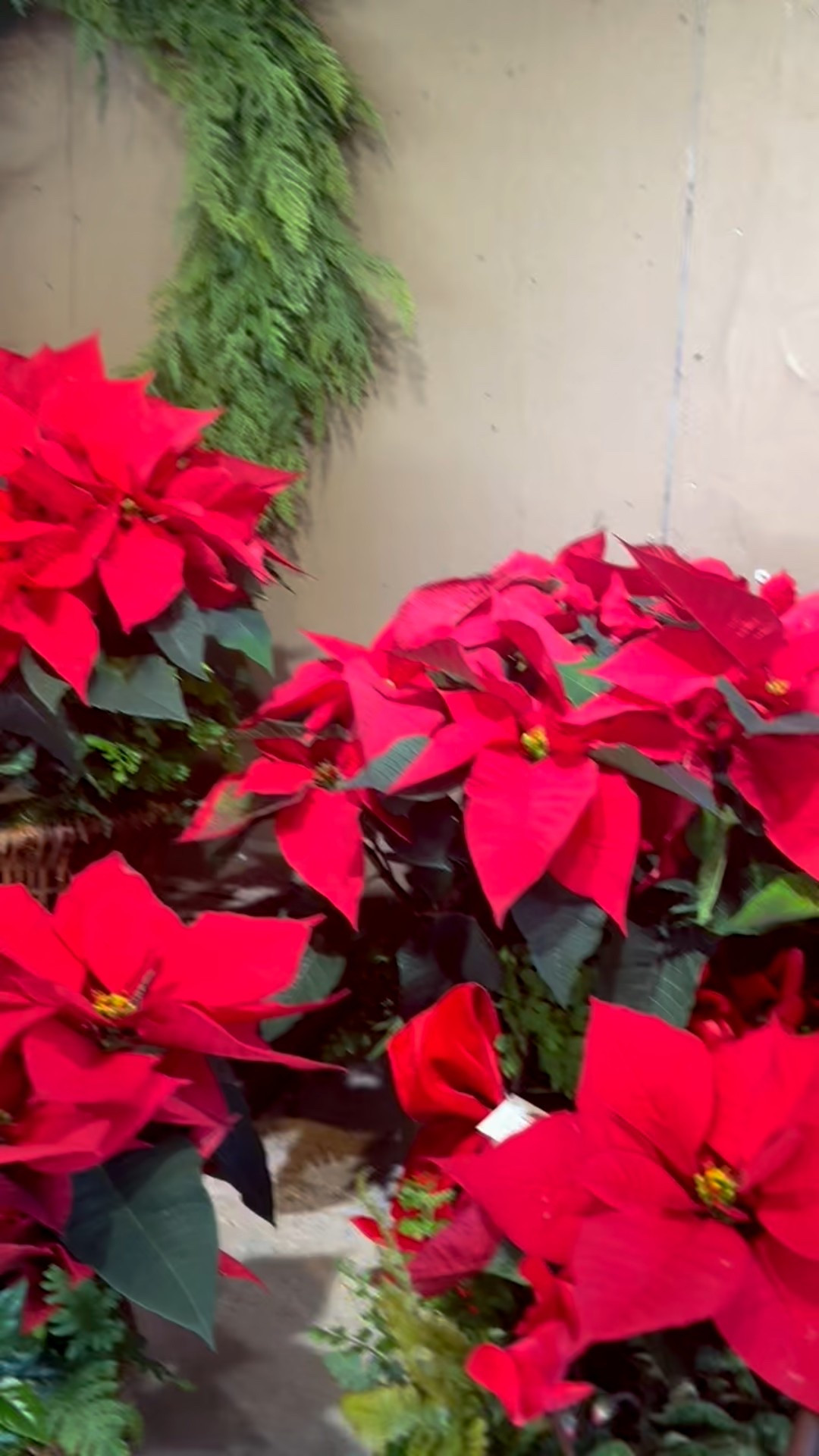 The season of poinsettias—classic, festive, timeless.
#poinsettia #centerpiece #holidaystyling #tablescape

#LTKHome #LTKHoliday #LTKGiftGuide