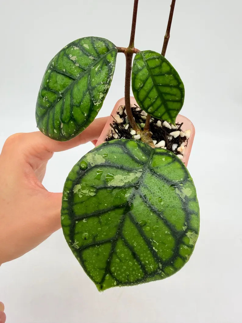 Hoya Callistophylla Chibi Rooted 2\u201c (Plant 2) | Etsy (Global)