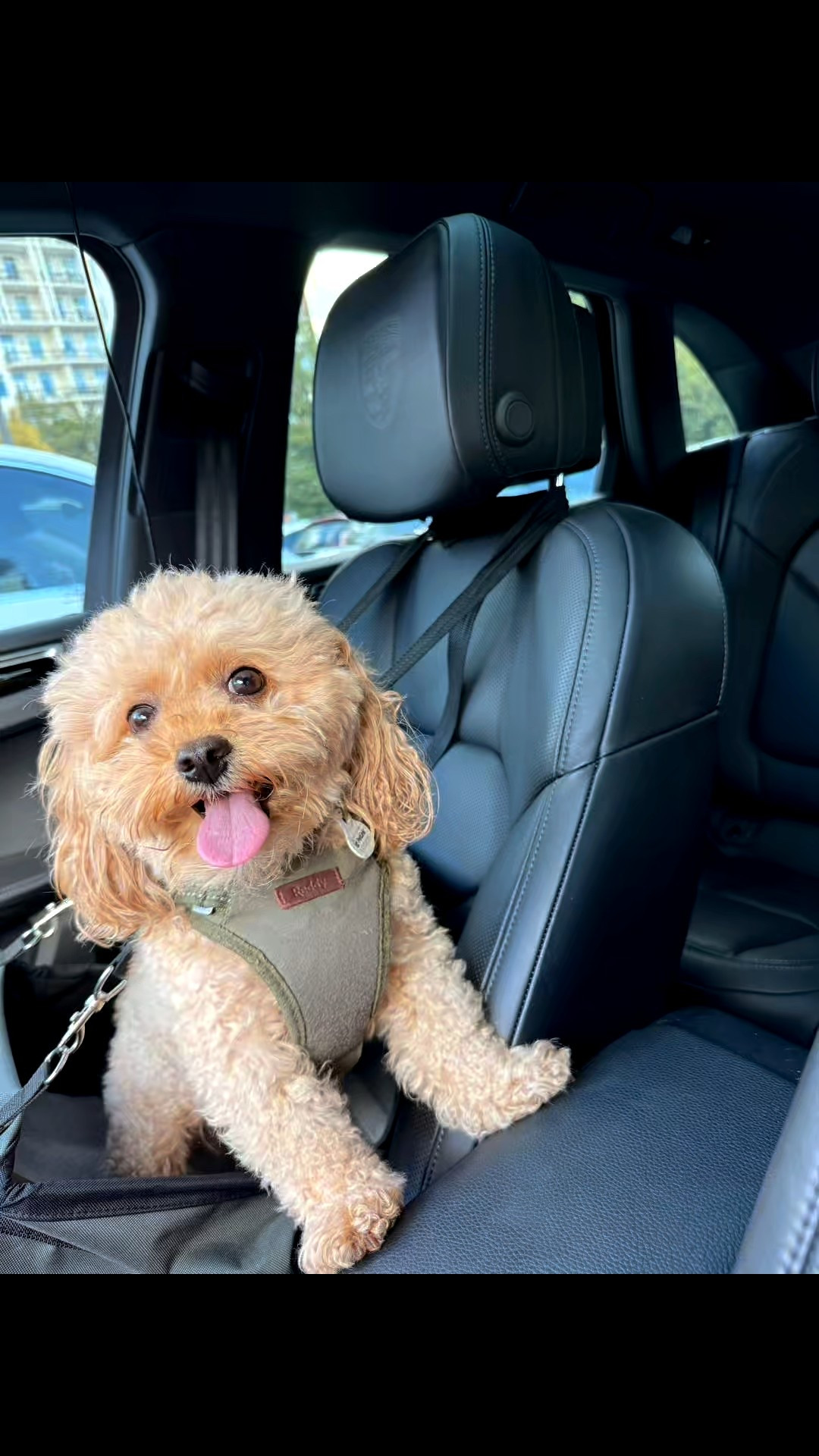 Bentley stays ready with his Reddy harness. The Reddy harness helps me to keep him safe and protected on our walks. Bentley’s small stature requires that he has a harness to help prevent neck injury from a traditional collar and leash  

#LTKSaleAlert #LTKdayinmylife #LTKActive
