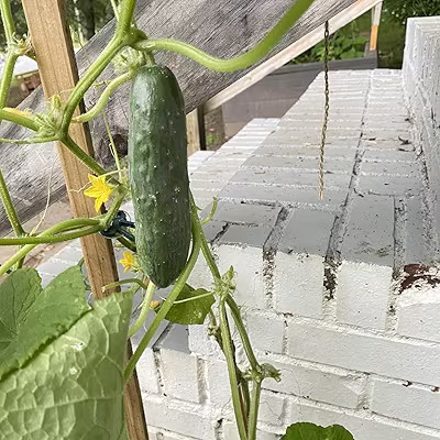 Burpee Culinary Classics Garden Collection 10 Packets of Non-GMO Chives, Cilantro, Basil, Sage, T... | Amazon (US)