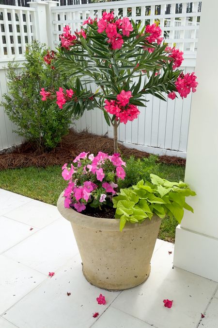 My flower planters are doing so well, even after only a few weeks! I swear by this flower fertilizer. It makes your blooms so healthy and consistent! Also linking this concrete pot and the plants I used, including oleander topiary, wave petunias, sweet potato vine, and asparagus fern!
.
#ltkhome #ltkfindsunder50 #ltkstyletip #ltkfindsunder100 #ltkover40 #ltkseasonal #ltksalealert#LTKhome #LTKfindsunder50

#LTKSeasonal #LTKHome #LTKSaleAlert