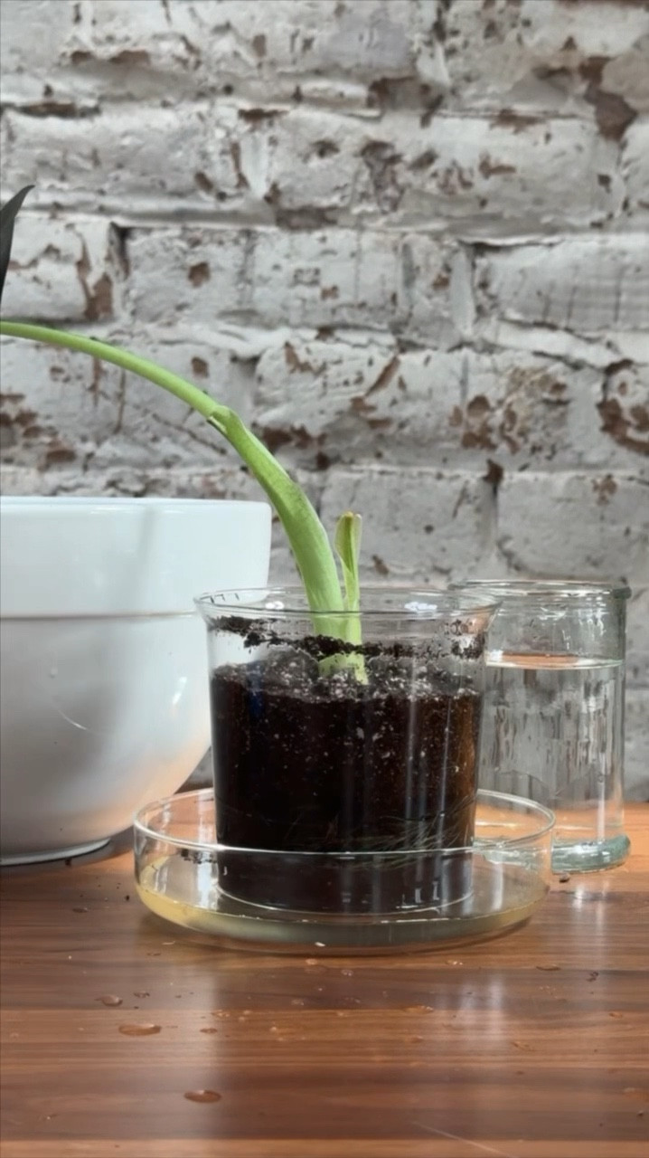 Moving your plant cuttings from water to soil? These clear glass planters are my favorite for the job!

#LTKSeasonal #LTKVideo #LTKHome
