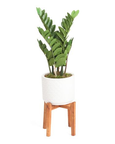40in Zz Plant In Pot On Stand | TJ Maxx