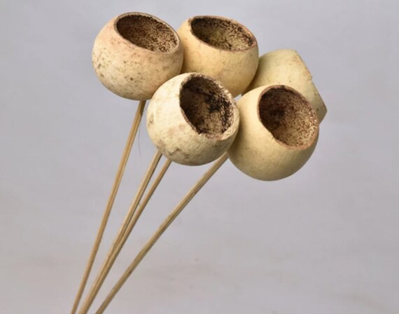 Natural Bell Cups 5 Stems Natural Dried Flowers Dried Limonia Bell Cups Bunch 5 Pcs  Natural Drie... | Etsy (US)