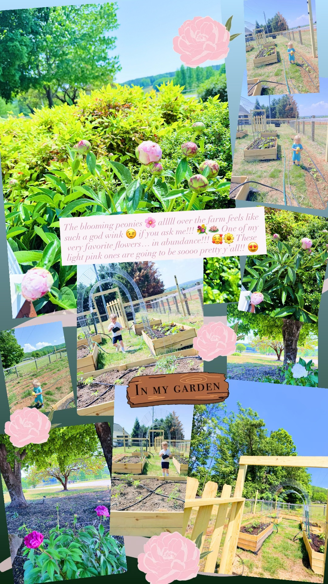 The blooming peonies 🌸 alllll over the farm feels like such a god wink 😉 if you ask me!!! 💐🪷 One of my very favorite flowers… in abundance!!! 🥰🌼 These light pink ones are going to be soooo pretty y’all!! 😍