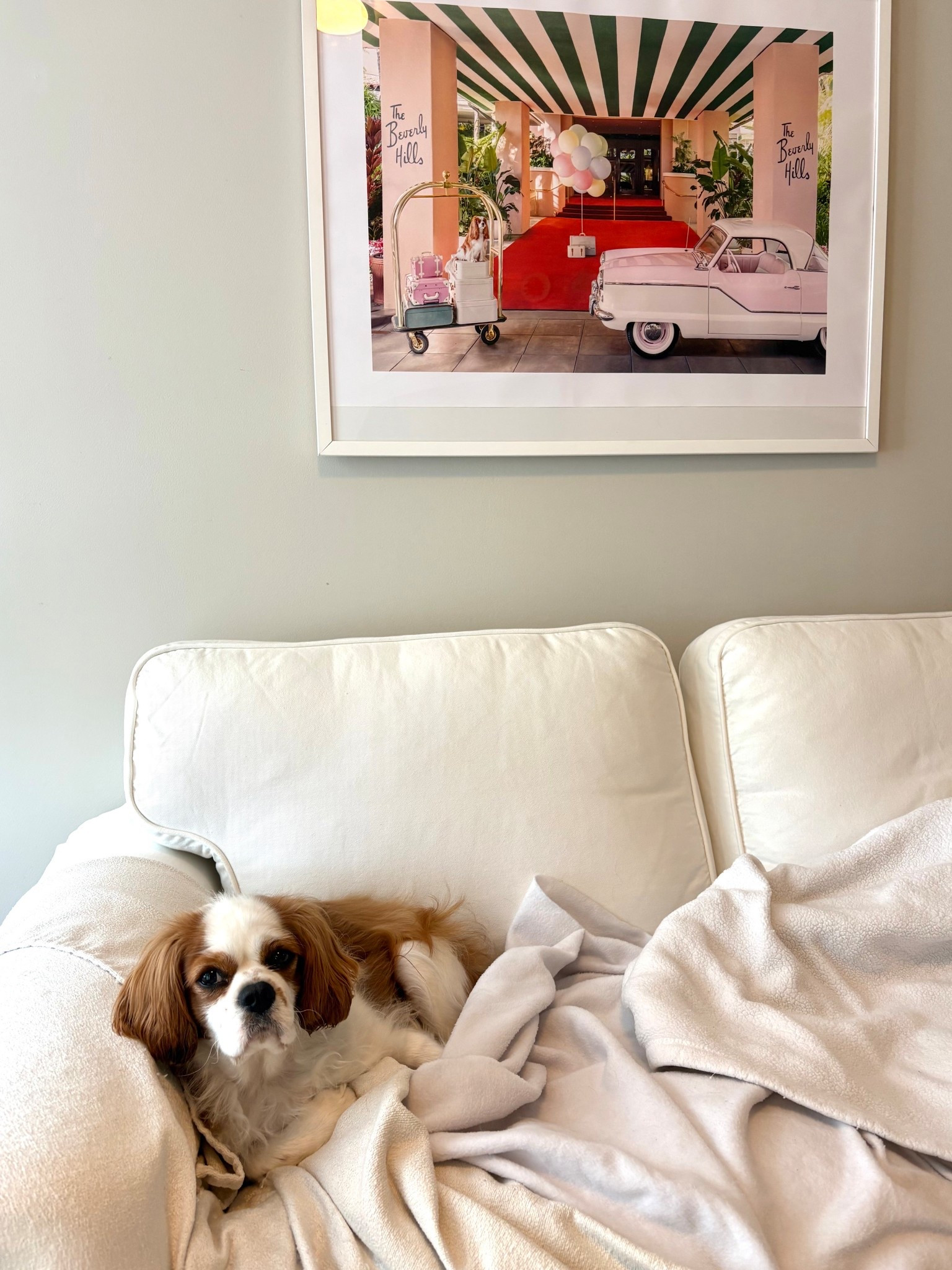 Obsessed with this print 

#LTKPets #LTKHome