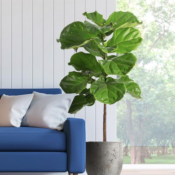 Brighter Blooms - Fiddle-Leaf Fig Tree, 3-4 ft. - No Shipping To AZ and OR | Amazon (US)