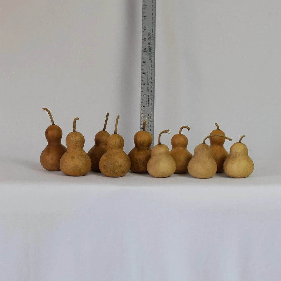 Box of 10 Dried Bottle Gourds - 2" Diameter | Etsy (US)