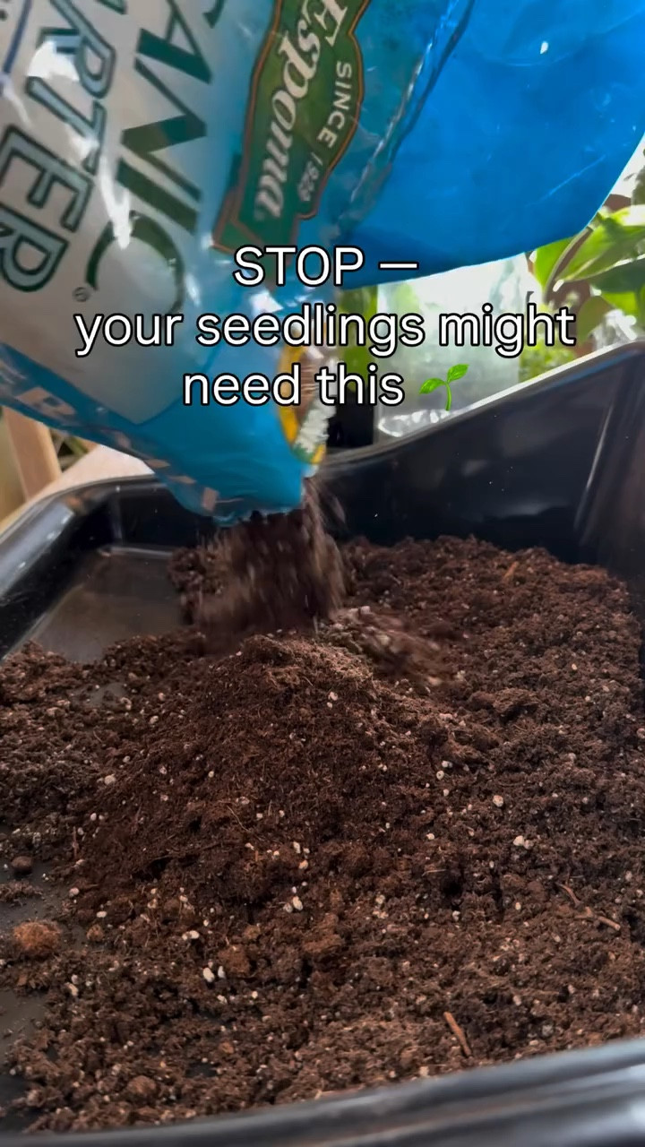 If your seedlings are looking ✨fine-ish✨ but not thriving… this might be your sign to up-pot 🌱

Here’s why it matters:
Your seedlings outgrow those tiny starter cells FAST. When they do, roots get cramped, nutrients run low, and growth stalls out.

Up-potting = giving them room to actually thrive 🙌

🌱 Signs it’s time:
• Roots coming out the bottom
• Soil drying out super fast
• Growth seems stunted
• They just look… sad 😅

🌿 Seedlings that LOVE to be up-potted:
• Tomatoes (they’ll grow roots all along the stem 🙌)
• Peppers
• Broccoli / cabbage / cauliflower
• Herbs like basil

What I do:
Start in small cells with @espomaorganic seed starting mix → up-pot into larger containers with epsom garden mix → plant out strong. 

Trust me… this step makes a BIG difference in how your plants perform later 🌿

#seedstarting #gardeningtips #homesteadinglife #growyourownfood #gardenbeginners