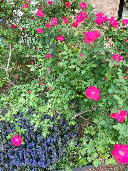 Low maintenance garden ideas that pollinators love 

#LTKhome #LTKSeasonal #LTKover40