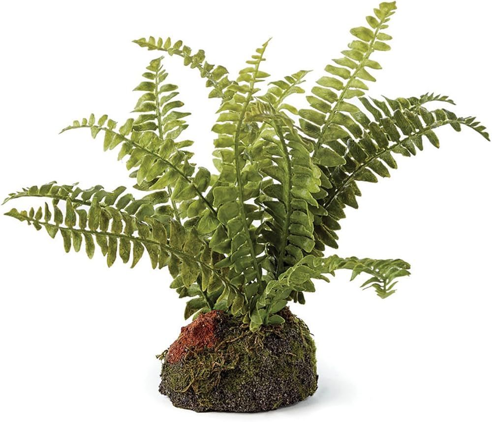 Boston Fern 7" Drop-in | Amazon (US)