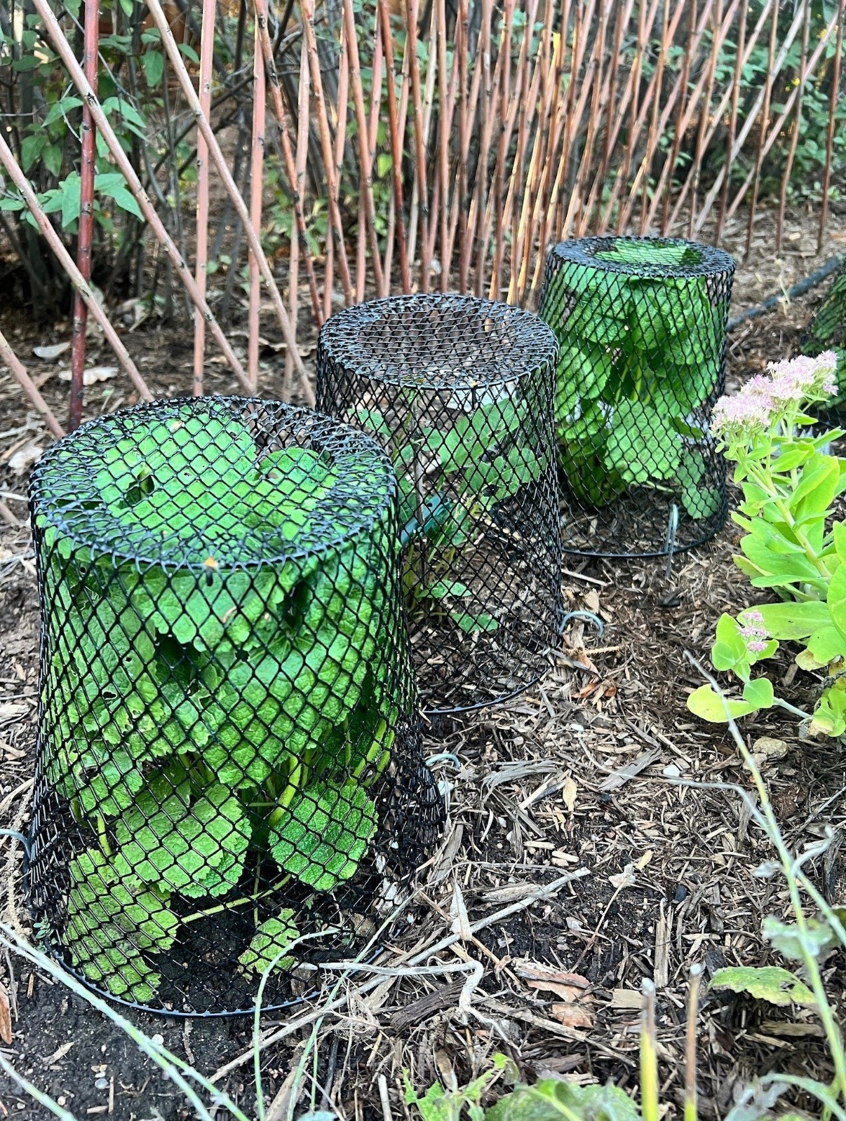 Wire plant covers to protect your favorite plants this season 🌱




#LTKHome #LTKSeasonal #LTKSpringSale