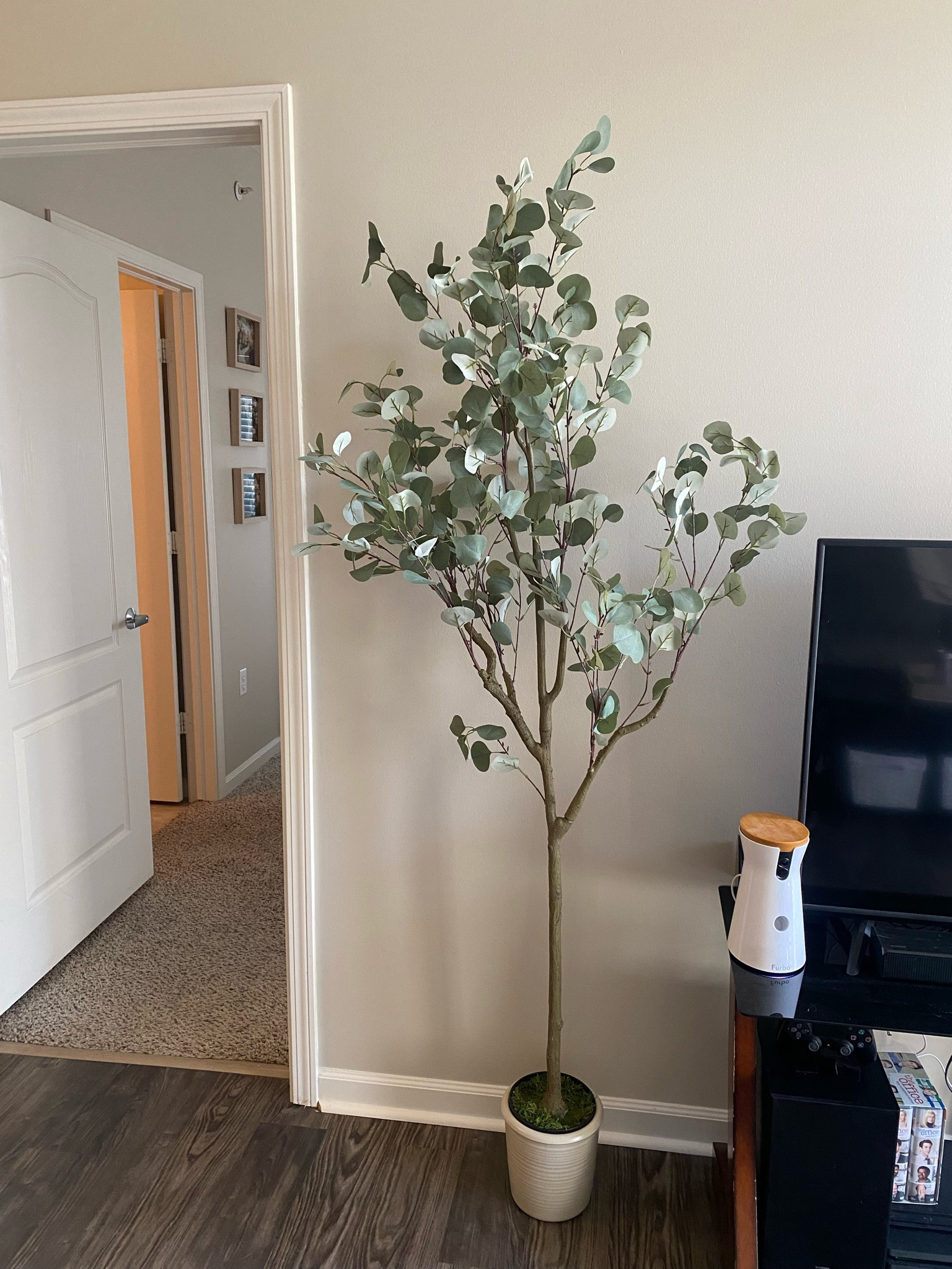 I am too excited about this recent Amazon purchase! A eucalyptus tree (6 feet tall) for our living space 🥳👏🏼 the planter is a little small for this, but I’m keeping it for now because it’s super cute!

#LTKhome #LTKfindsunder100