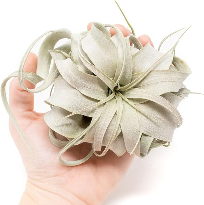 Seedling Xerographica Air Plants 2 to 4 Inch Wide Air Plants Live Tillandsia Succulent House Plan... | Amazon (US)