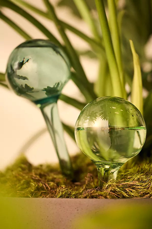 Watering Globes, Set of 2 | Anthropologie (US)