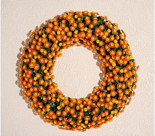 Wicker Park Harvest Faux Mum Wreath - QVC.com | QVC