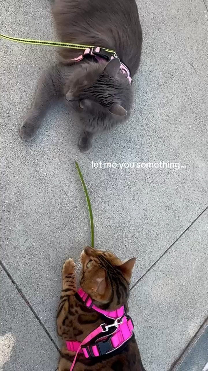Dixie and Charlie hanging out on the patio in their harnesses. 🤣 cat sister ❤️

#LTKmomlife #LTKdayinmylife