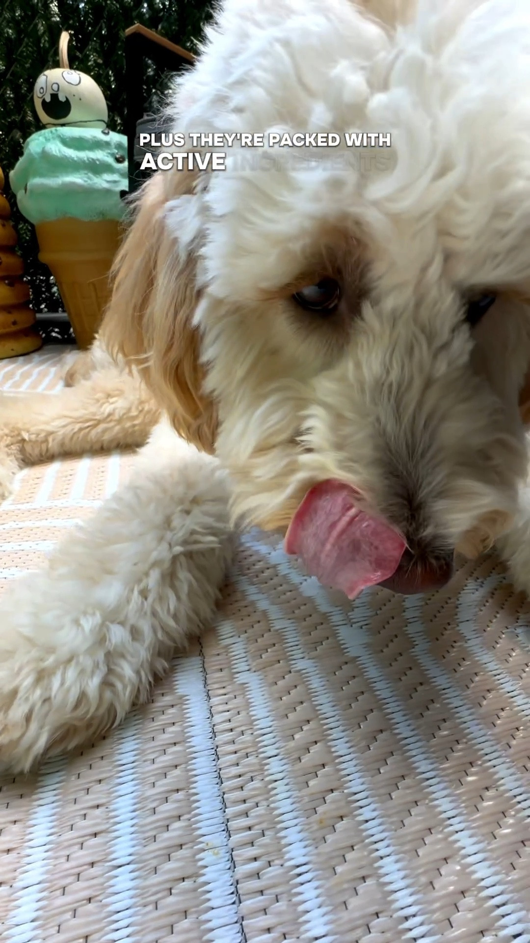 Biscuit approved! 

#LTKPets