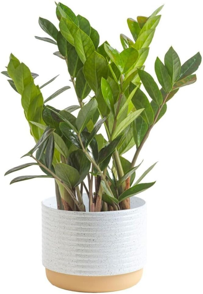 Costa Farms ZZ Plant, Live Indoor Houseplant in Modern Decor Planter, Natural Air Purifier in Pot... | Amazon (US)