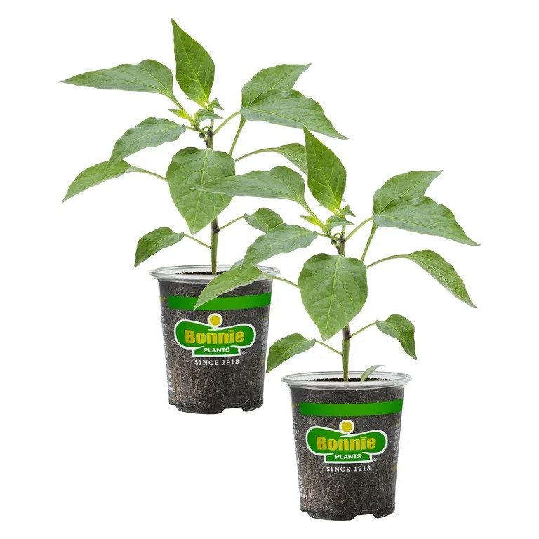 Bonnie Plants Jalapeno Pepper 19.3 oz. 2-Pack | Walmart (US)