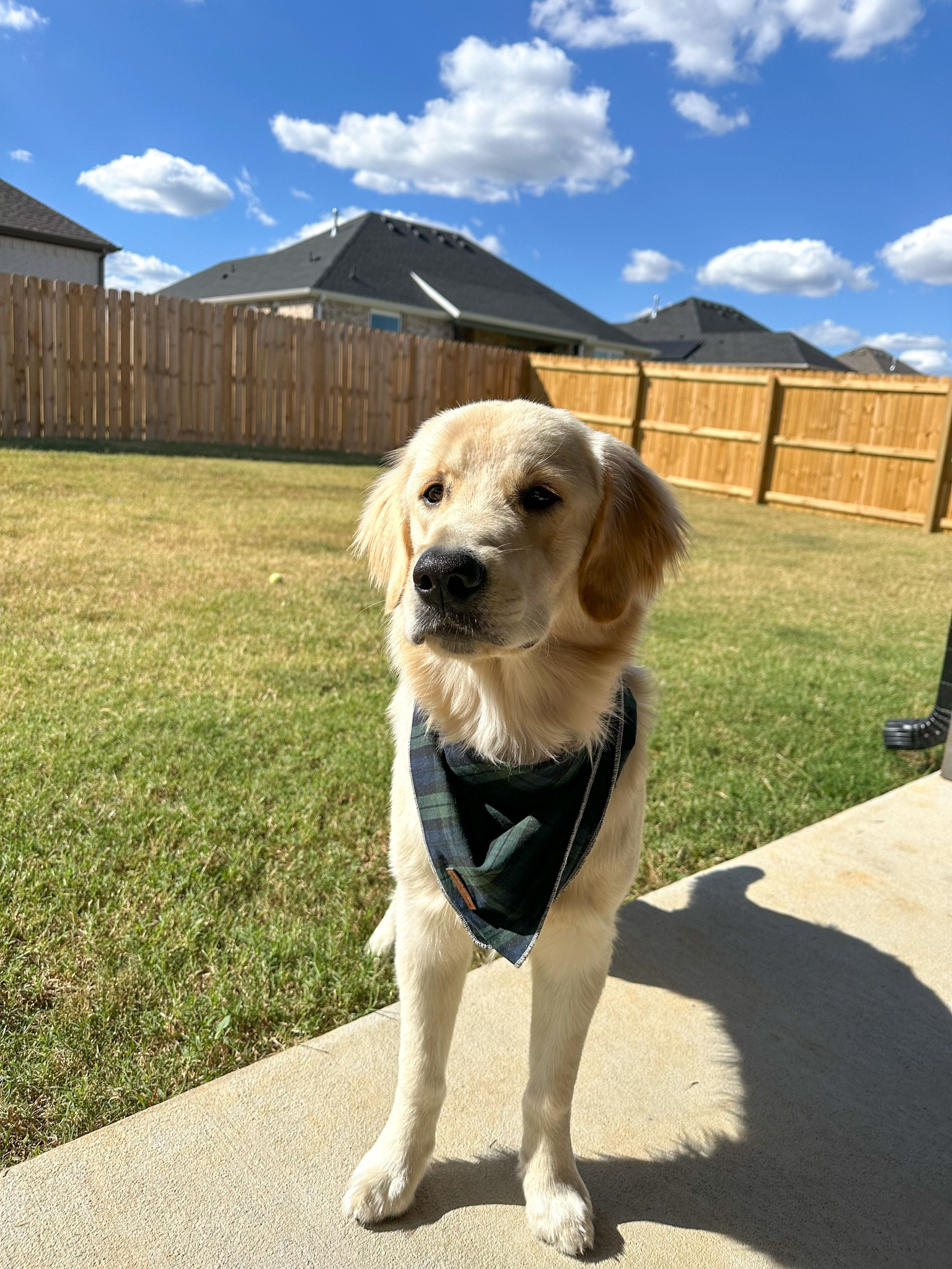 dog bandana! 

pet | dogs | amazon 

#LTKGiftGuide #LTKSeasonal