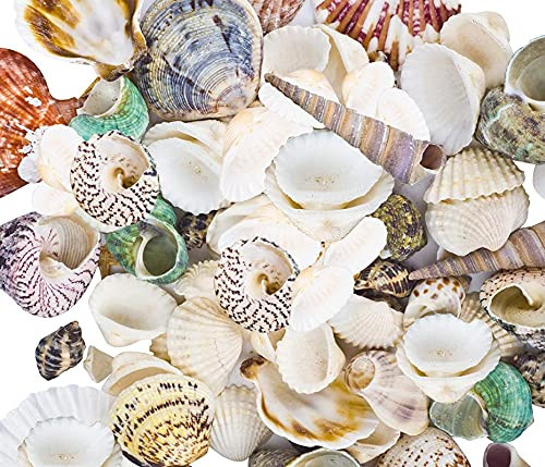 80~85pcs Sea Shells Mixed Beach Seashells for Beach Theme Party Wedding Decorations DIY Crafts Candle Making Fish Tank Vase Fillers Home Decorations Supplies | Amazon (US)