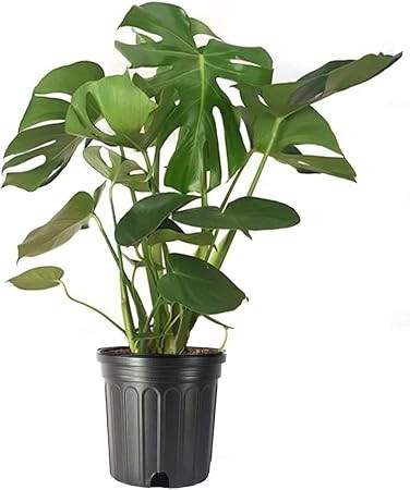 American Plant Exchange Live Monstera Deliciosa Plant with Edible Fruits, Split Leaf Philodendron... | Amazon (US)
