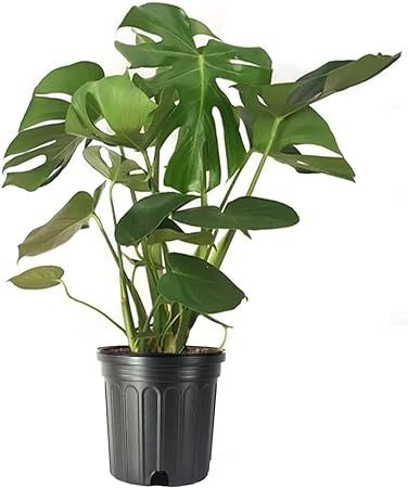 American Plant Exchange Live Monstera Deliciosa Plant with Edible Fruits, Split Leaf Philodendron... | Amazon (US)