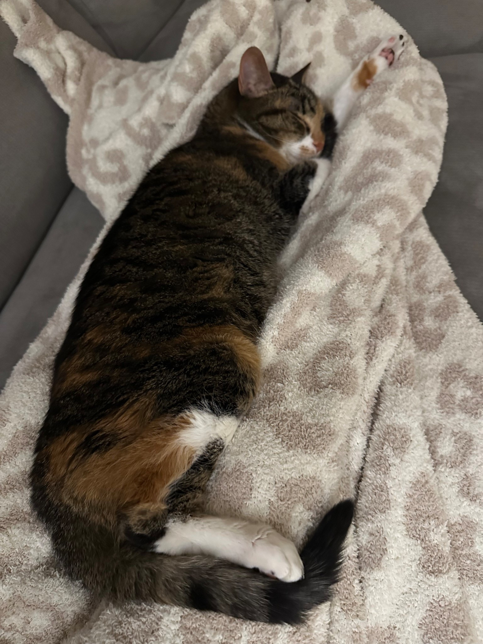 Lulu’s favorite blanket 💖
Barefoot Dreams 
Home

#LTKHome