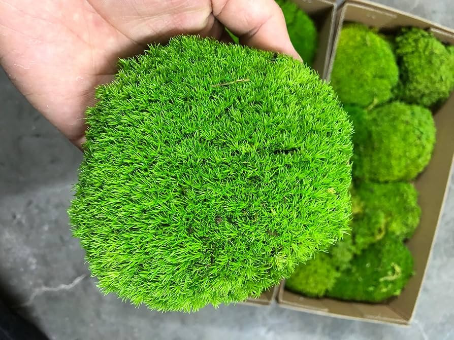 Preserved Pole Moss Pillow Bun Cushion Natural Green Decorative Real Natural Green DIY Kit Terrar... | Amazon (US)