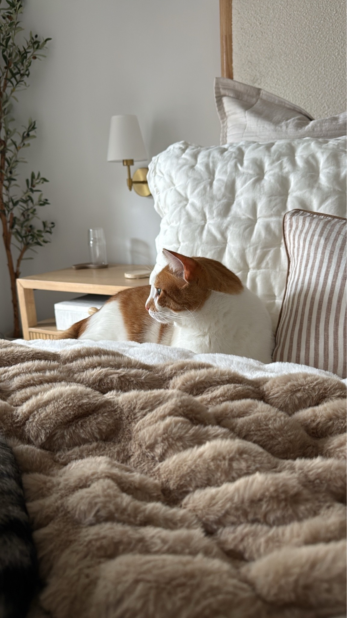 Long holiday weekend vibes 🤎

Neutral home decor, bedding, quince, wayfair, blanket, sconces, amazon finds, oak nightstand,  cozy home, bed frame, quilt set, lumbar pillow cover, pillow inserts, Lola, fancythingsblog

#LTKHome #LTKSeasonal #LTKdayinmylife