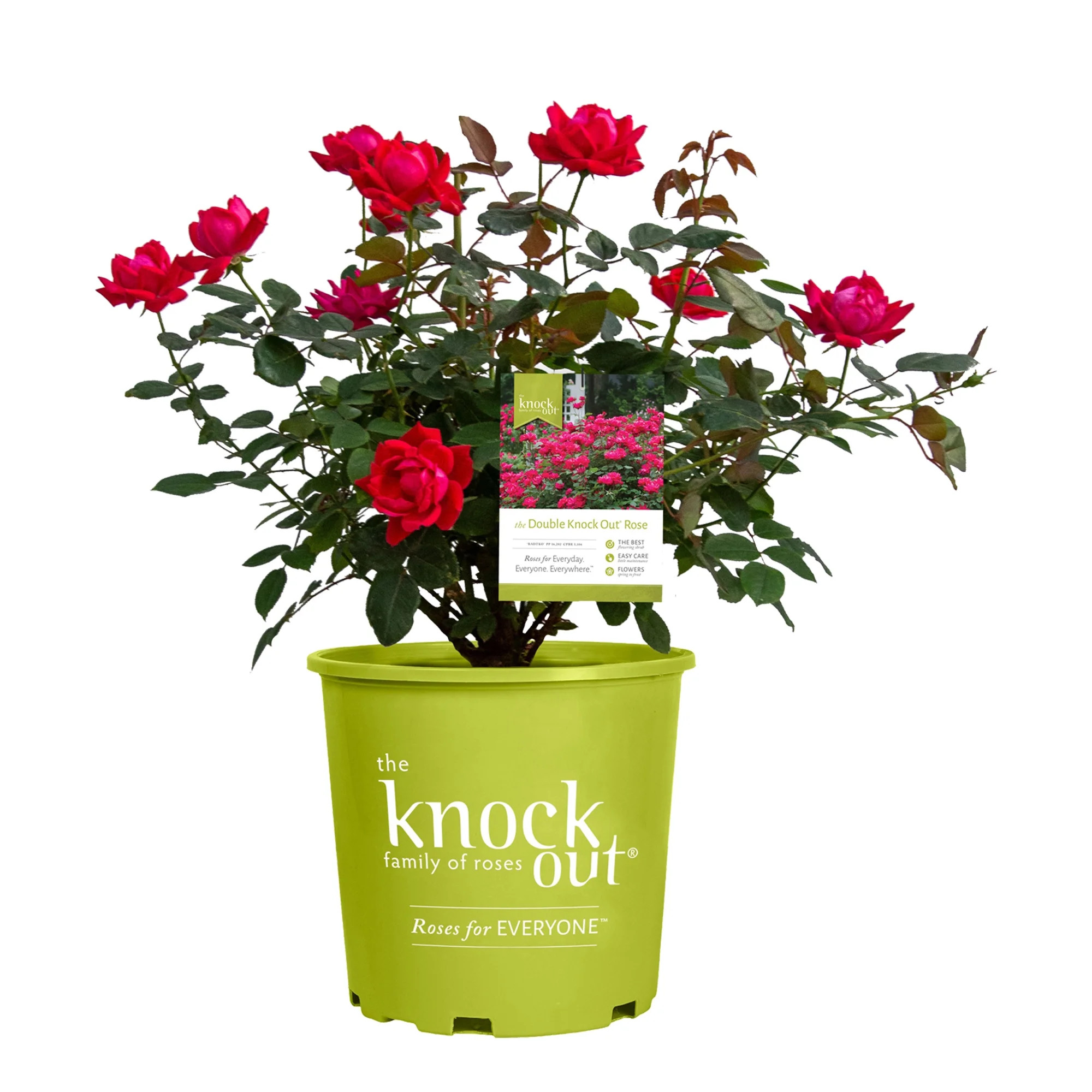 The Knock Out® Family of Roses 'The Red Double Knock Out® Rose' Live Shrub in 1-Gallon Grower P... | Walmart (US)