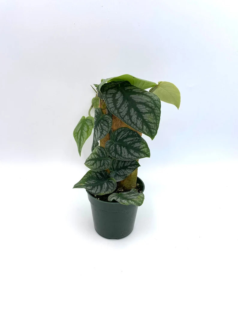 Rare Monstera Dubia Plant, Fully Rooted Rare Plants Indoor Plant, Unique Plant Gifts, Rare Plant ... | Etsy (US)